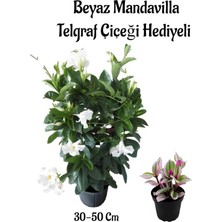 Çok Avantajlı Anneler Gününe Özel Kokulu Beyaz Renk Mandevilla Sarmaşığı Telgraf Çiçeği Hediyeli