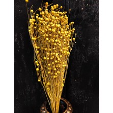 Kuru Çiçek Şoklanmış 1 Demet  Keten Otu (Luna Otu) Minimalist Dekoratif Arajman Vazo Çiçeği