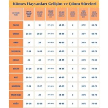 60 Yumurta Kapasiteli Tam Otomatik Kuluçka Makinesi - Civciv, Kaz, Hindi ve Ördek Yetiştiriciliği EPO-W60