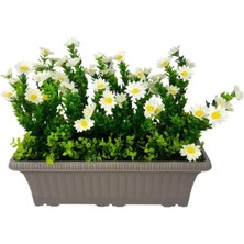 Yapay Çiçek Papatya Mokka Küpeşte Askılı Saksıda Balkon Çiçeği