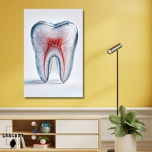 Tekli Dikey Kanvas Diş Poliklinik Tablosu Kanalları Gözüken Şeffaf Diş