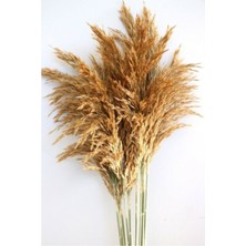 Kuru Pampas Otu, Dekoratif Gerçek Çiçek, Büyük Demet, Kahverengi