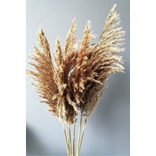 Doğal Kuru Çiçek, Dökülmeyen Şoklanmış Pampas, Pembe Renkli, Uzun Ömürlü Dekor.