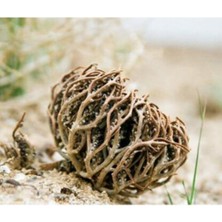 About The Perfect Kahverengi Meryem Ana Eli Otu 50 Gr, Doğal ve Şifa Dolu Bitki Seçeneği