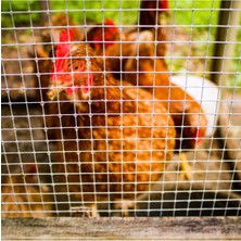 Hasır Tel 2,50 Mm, 2x2 Cm, 100X200 Cm, Kaynaklı, Bahçe, Tarım, Inşaat, Kümes