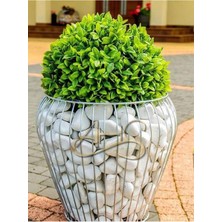 Beyaz Dolomit Taş 10 kg 6-10 Cm, Bahçe, Teraryum, Akvaryum, Süs Taşı