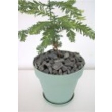 Siyah Bazalt Taş 4 Kg, 1,5-2,5 Cm, Bahçe ve Dekorasyon Taşı