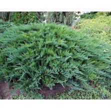 Sabin Ardıç Fidanı 50_60 cm Juniperus Sabina