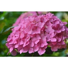 Pembe Ortanca Çiçeği Fidanı 50 cm Saksılı