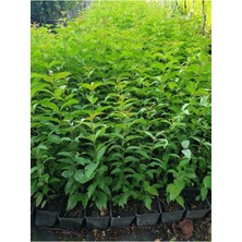 Çit Bitkisi Ligustrum Kurtbağrı Fidanı Boy 90-110CM 4 Adet