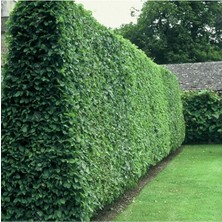 Tüplü Kurtbağrı(Ligustrum) Fidanı