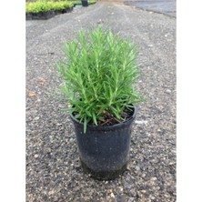 Biberiye (Rosmarinus Officinalis) Sakslı