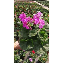 1 Adet Saksılı Pembe Sakız Sardunya