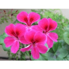 Pembe Sardunya Çiçeği Fidanı 10CM-30CM