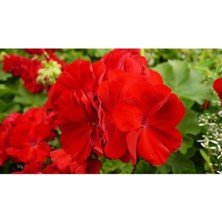 Kırmızı Sardunya Çiçeği Fidanı 10CM-30CM