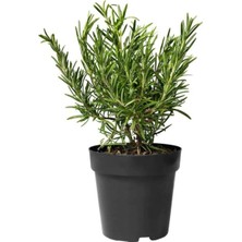 Biberiye Fidanı 3 Adet 20-30 cm (Rosmarinus Officinalis)