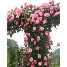 1 Adet Tüplü Gül Fidanı (Pembe) Yediveren Sarmaşık Kokulu