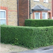 Ligustrum Japonica Lüküstürüm Lükstürüm Lükstrüm Fidanı 20-40CM