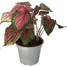 Betonish Caladium 'Florida Sweetheart' (Kaladyum Çiçeği)