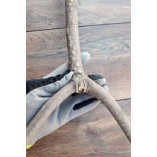 Vixpet Venty Doğal Papağan Kafes Tüneği 43 cm | Sultan, Konur, Monk, Muhabbet, Sevda, Lori, Forpus T603