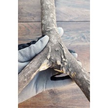 Vixpet Venty Doğal Şekilli Papağan Tüneği 45.5 cm | Jako, Amazon, Eklektus, Alexander, Kayık, Konur - T604 Kafes Tüneği