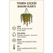 Tesbih Çiçeği – 40-50 cm Boncuk Sukulent, Minimalist ve Şık Saksı Düzeni
