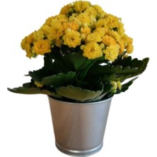Bitkim Sende Çok Avantajlı Kalanchoe - Kalanşo Çiçeği (Sarı Çiçekli)