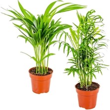 Bitkim Sende Çok Avantajlı Areka & Dağ Palmiyesi Set 2 Adet Mini - İç Mekan Palmiye Bitki Seti - 30 cm