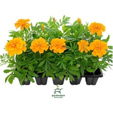 Bitkim Sende Çıtır Kadife Çiçeği Sarı Renk Saksılı/tüplü 10 Adet 10-15 cm Bahçe Çiçeği