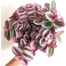 Bitkim Sende Çok Avantajlı Serada Decor&plant Mor Telgraf Çiçeği Nanouk Zebrina Sukulent 5,5 cm
