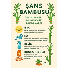 Ithal Şans Bambusu 50-60 Cm. 3 Adet