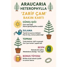 Araucaria Heterophylla Ithal Salon Çamı