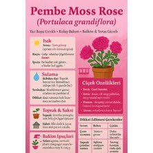 Pembe Moss Rose (Portulaca Grandiflora), Semizotu Çiçeği Saksıda- Kolay Bakımlı Balkon Çiçeği