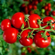 Sırık Çeri Pinpon Domates Tohumu (40 Tohum)