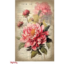 Sulu Transfer LNT223