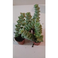 Ev/ofis Için Popüler Düğmeli Sukulent (Crassula Perforata)– Canlı, Saksılı & Modern Stil- 2'li
