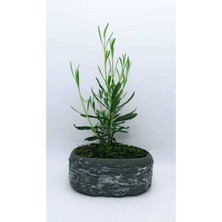 Saksıda Lavanta Fidesi 10-20 cm