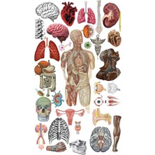 Anatomi Sticker Telefon Laptop Notebook Tablet Defter Matara Stiker Etiket ST1314