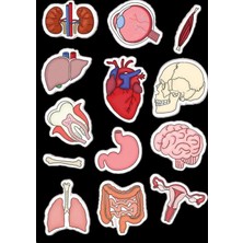 Anatomi Sticker Telefon Laptop Notebook Tablet Defter Matara Stiker Etiket ST1190