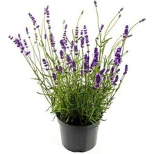 Lavanta Çiçeği Fidanı Lila Kokulu 10-20 cm