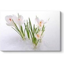 Tabloshop Kardelen Çiçeği Kanvas Tablo 45 x 30