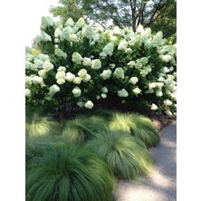 Ortanca Paniculata "annabelle Paniculata" Beyaz Çiçekli 1-2 Yaş Arası Tüplü