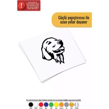 Golden Retriever - Araç, Oto, Laptop, Duvar Uyumlu Sticker 10*12 cm