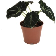 Betonish Alocasia Reginula 'Black Velvet' (Fil Kulağı)