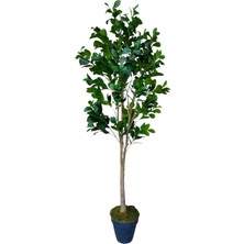 Yapay Kamelya Ağacı 180 cm Modern Salon ,ofis Bitkisi