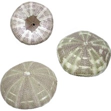 Teknotrust Pembe Deniz Kestanesi Dekoratif Süsler, Şık ve Renkli Tasarım