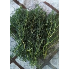 Silifke Market Deniz Fasulyesi Turşusu 5 lt Pet Kavanoz