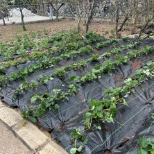 Sera Taban Örtüsü - Jüt Taban Örtüsü - Siyah - 1,5 Metre Enli