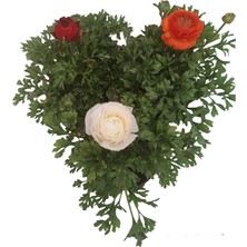 Thebestonline  3'lü Farklı Renklerde Şakayık Bitkisi