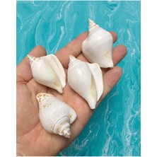 Gerçek Deniz Kabuğu - Album Somnium - Deliksiz - ( 4 Adet )